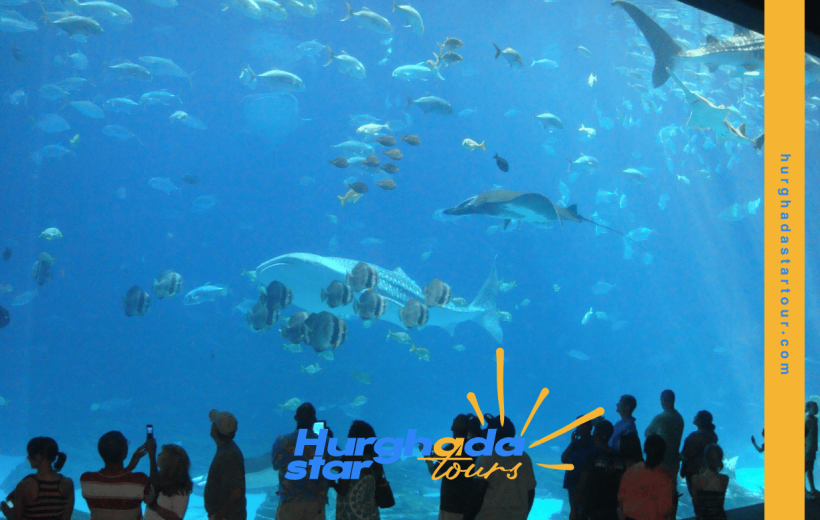 Aquarium | Explore the Wonders of the Red Sea