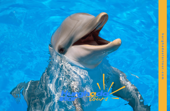 Dolphin House