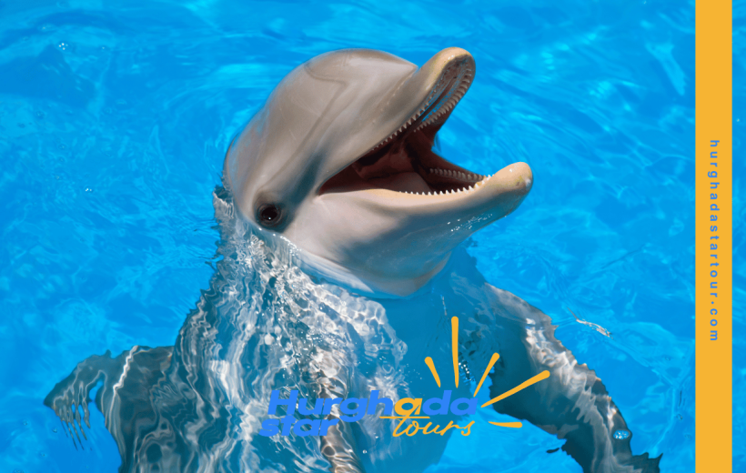 Swimming with Dolphins