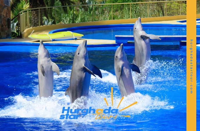 dolphin show