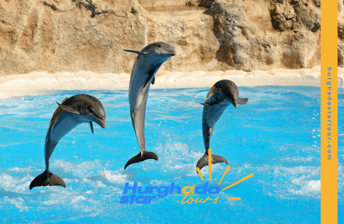 dolphin show