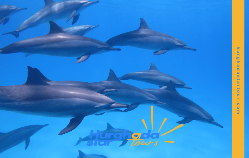 Dolphin House