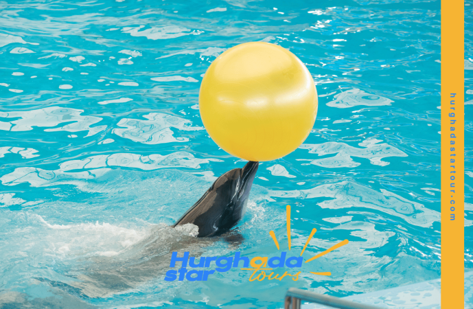 dolphin show
