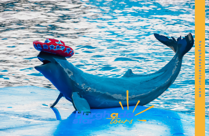 Dolphin House