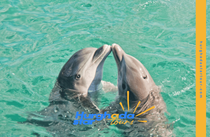 Dolphin House