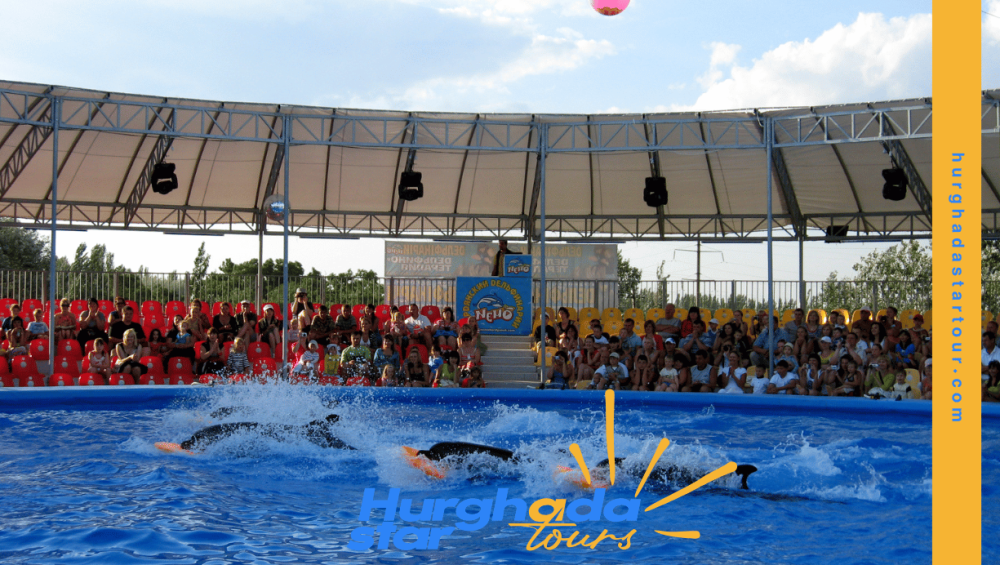 dolphin show