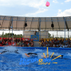 dolphin show