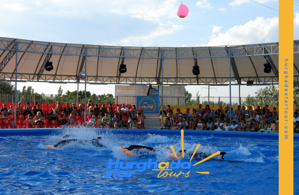 dolphin show