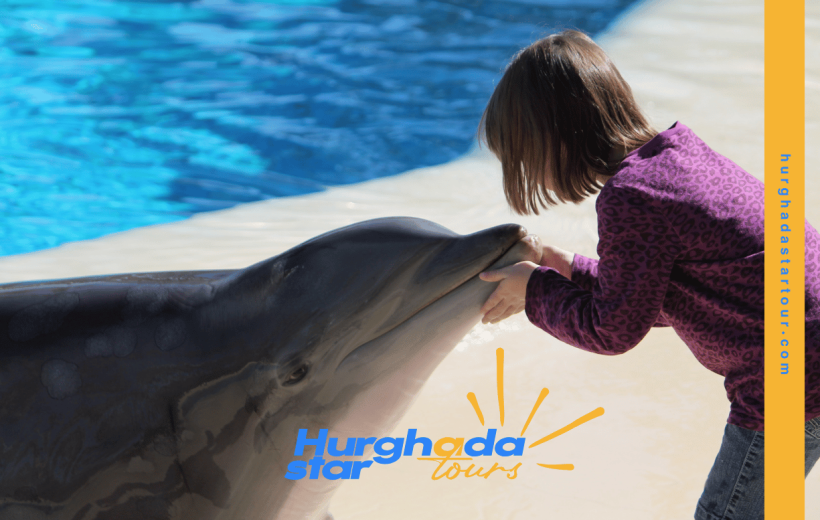 Dolphin Show