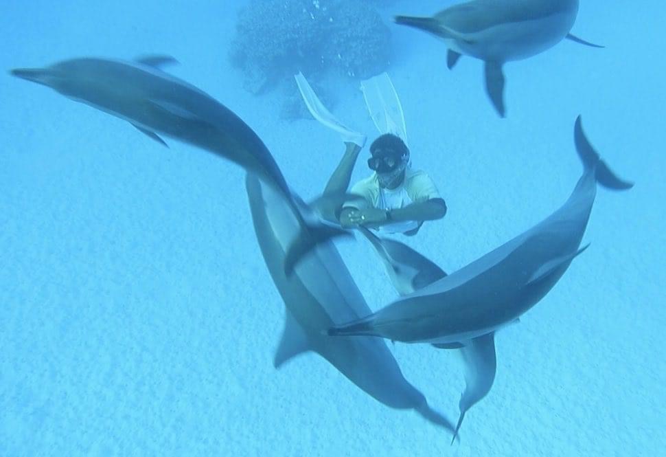 swiming dolphin
