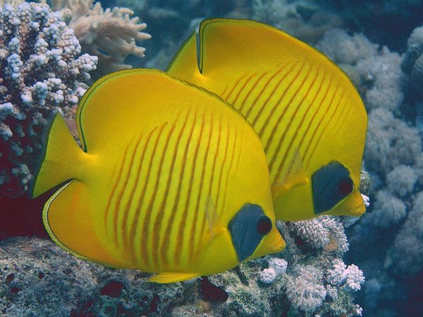 Aquarium