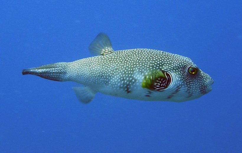 Aquarium | Explore the Wonders of the Red Sea