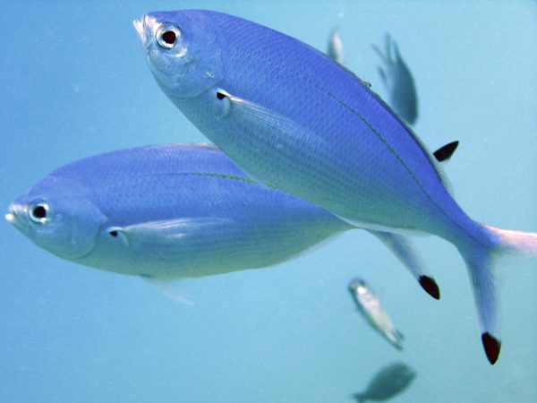 Aquarium