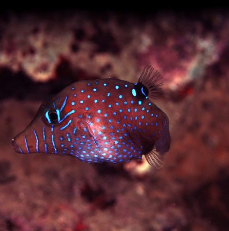 Aquarium