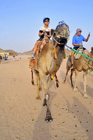 camel riding
