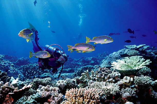 Red Sea Snorkeling & Island Trips