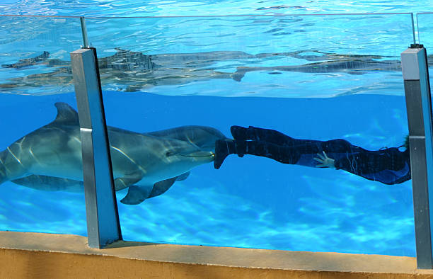 Dolphin House
