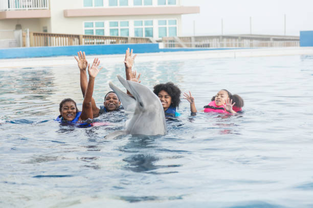 dolphin