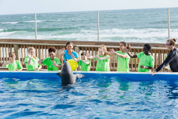 dolphin