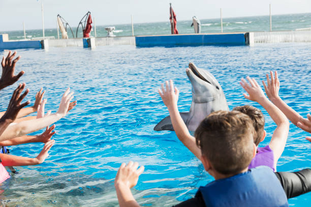 dolphin