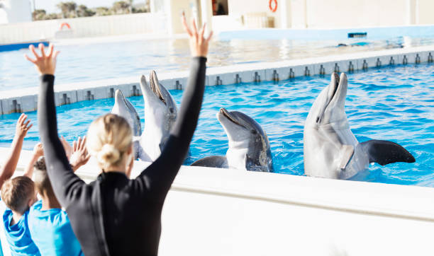 Dolphin Show