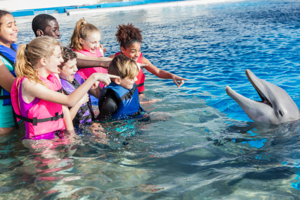 swim with dolphin