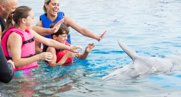 swim with dolphin